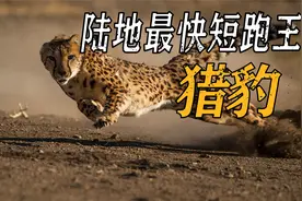 最快的狩猎高手，3秒加速至时速100千米，捕抓猎物只需1分钟视频封面