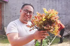 香椿叶怎么吃，阿飞发明一个新做法，吃了个忘乎所以，这才是土豪视频封面