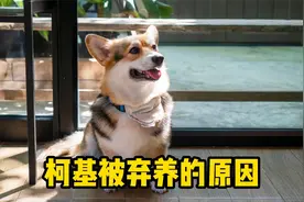 为何柯基会被弃养？原因一般是这几点！视频封面