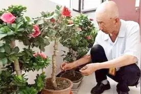 花盆里有蚂蚁怎么消灭？不用喷药、不用换土，这样就能消灭干净视频封面