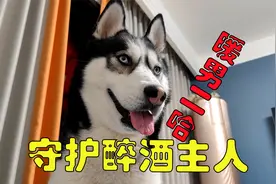 狗狗像门神一样贴身守护醉酒主人，没想到二哈懂起事来竟如此感人视频封面