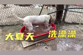 给山上的狗狗送粮，跑热了，居然跑到盆里洗澡，看来不是初犯吖视频封面