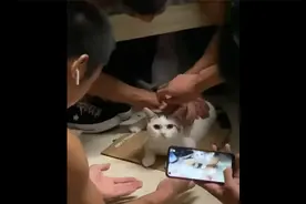 误入男生宿舍的猫咪视频封面