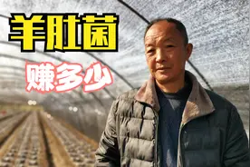 汉中黑色大棚成疯，种羊肚菌有人一亩赚几万有人赔钱，到底怎样视频封面