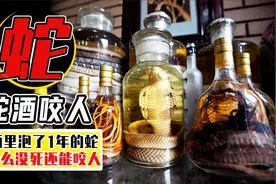 毒蛇被酒泡了1年，竟然能咬伤人？毒蛇为什么还活着？视频封面