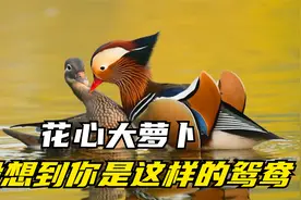 鸭子里最漂亮的鸳鸯，你知道多少视频封面