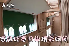 500公里信鸽比赛，冠军赛鸽归巢精彩瞬间！真是好鸽子！视频封面
