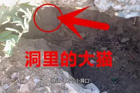 大肥猫钻进土洞里不出来，不知道有什么好吃的，再不出来扔石头了视频封面