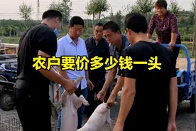邢台最大的仔猪交易市场，市场上的仔猪成群，看农户都是卖多少钱视频封面
