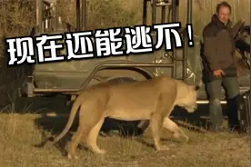 男子野外作死下车拍照，不料被狮子盯上，男子：现在跑还来得及吗视频封面