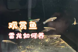观赏鱼有各种各样，雷龙比较容易养的观赏鱼，主要防止跳缸就好了视频封面