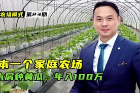 日本一个家庭农场，用木屑种黄瓜年入100万！他们是如何运营的？视频封面