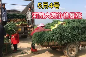 河南大葱价格暴涨，一亩地产量高达一万多斤，种葱大叔这下赚发了