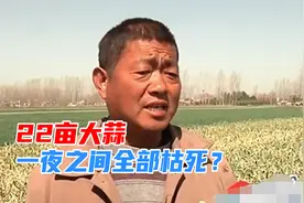 农户种植22亩大蒜，一夜之间全部枯死？被人打了农药？视频封面