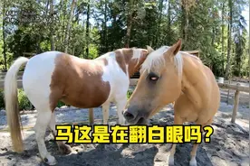这马在翻白眼吗？视频封面