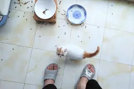 吃饭就像推土机的猫，只要给它一个碗，它就能把猫粮撒满整个地球