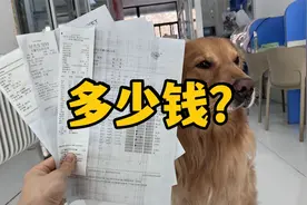给狗狗做一次全身体检，要花多少钱？都查什么视频封面