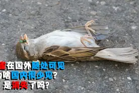 麻雀在国外随处可见，为啥我国现在很少见？是消失了吗？视频封面