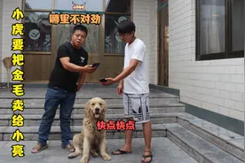 小虎要卖金毛，它看到买主是小亮就跟着走了，但是好像哪里出错了视频封面