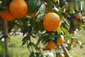 全国5个沃柑就有一个来自武鸣视频封面