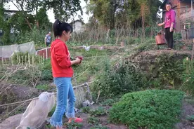 夏天来了，翠花做一个开胃凉菜：樱桃萝卜，清脆爽口，三嬢都爱吃视频封面
