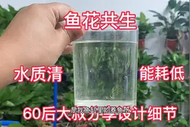 1个立方养50斤鱼，36块钱电费，室内鱼花共生水还这么清视频封面