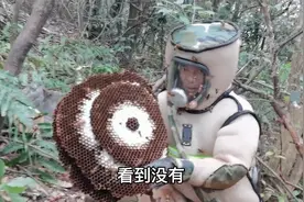 虎头蜂年度首挖，500多只蜂十多斤蜂窝，被哲了也值了视频封面