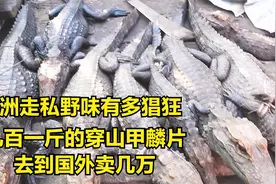 刚果金的穿山甲走私很猖狂，几百一斤的麟片，走私到国外卖几万视频封面