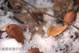 松鼠的食物被偷走后会气得上吊？视频封面