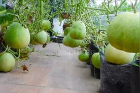 在阳台种植甜瓜，只需掌握2个技巧，单棵就结一大堆方法值得一试视频封面