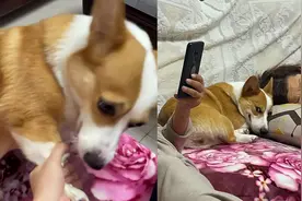 女生哄狗上沙发后抓住狗腿猛喊妈，狗子眼神都是戏：做狗还是你行视频封面