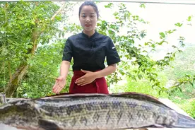 乌鱼在四川不仅可以煲汤，还可以做成鲜椒乌鱼片，这味道太安逸了视频封面