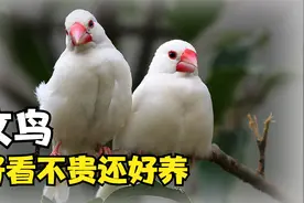 会飞的棉花糖，文鸟！好看不贵还好养