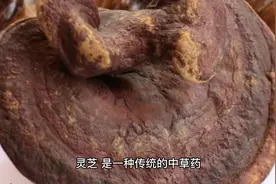 灵芝的功效