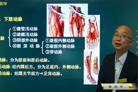 脉管系统03动脉06下肢动脉：股动脉、腘动脉、胫后动脉、胫前动脉视频封面