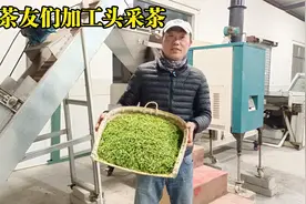 加工黄山毛峰头采茶，一共需要6个步骤，一起看看制作全程视频封面
