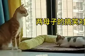 两只不同地方的猫组成新家庭，语言不通产生搞笑对话，幸福一家视频封面
