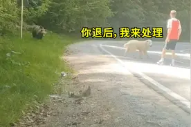 希腊一男子出门遇黑熊，狗子示意主人退后勇敢对抗：有我在别怕！视频封面