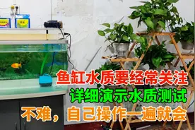 详细演示鱼缸水质检测方法，自己操作一遍就会，常关注，养鱼不慌视频封面