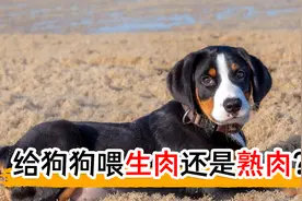 给狗狗喂生肉还是熟肉视频封面