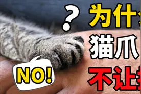 猫为什么不让摸爪爪？保护猫爪人人有责！视频封面