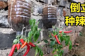 没空地种菜，小哥墙上倒立种辣椒，产量高采摘方便，学到了视频封面