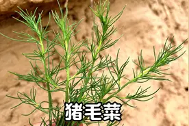 猪毛菜就是“野茴香”，好多人没吃过，快来认识了解下视频封面
