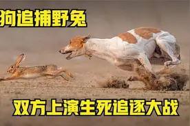 细狗追捕野兔，一场生死追逐大战就此上演，速度惊人，结局难料！视频封面