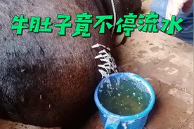 为老牛肚子放水，不一会便接了满满一大桶，这到底怎么回事？视频封面