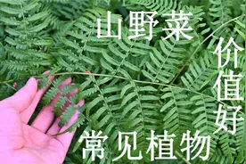 蕨是一种常见“山野菜”，植物本身用途了解吗？当柴火烧也好使视频封面