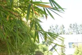 别急着收外套！广东新一轮冷空气24日到达，平均下降3摄氏度视频封面