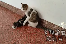 小奶猫被猫哥咬的嗷嗷叫视频封面