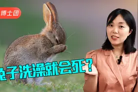 兔子洗澡就会死，到底是真是假？我们究竟该如何给兔子清洁