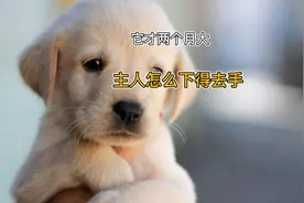 才两个月大的小拉布拉多，主人怎么下得去手？视频封面